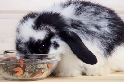 Do Rabbits Eat Bugs? (9 Common Bugs)