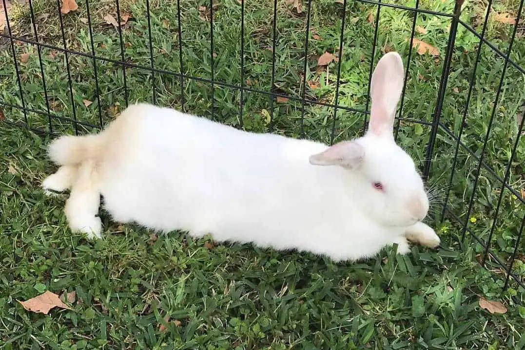 Florida White Bunny