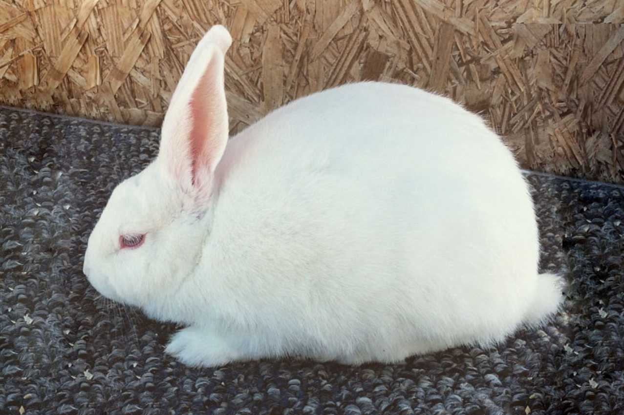 Florida White Rabbit: Appearance, Lifespan, Temperament, Care Sheet