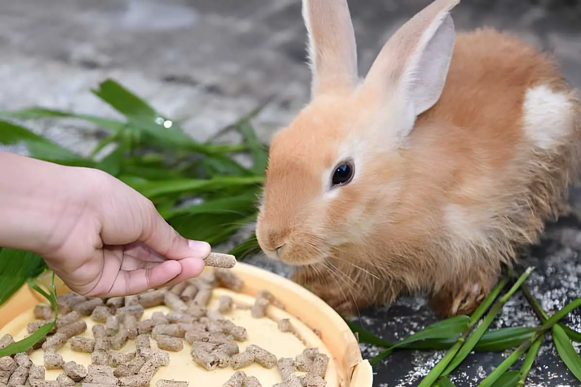 How Will You Know if Your Rabbit is not Eating