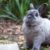 7 Reasons That Your Rabbits Refuse to Eat