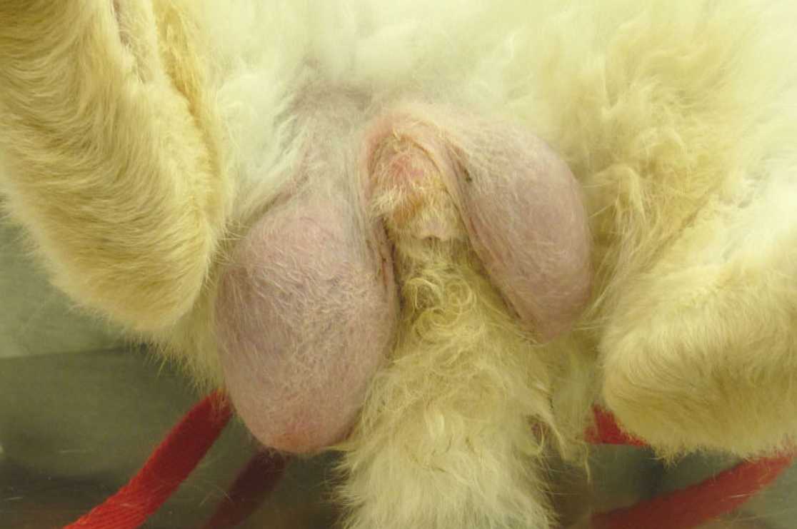 Testicular Tumor In Rabbits