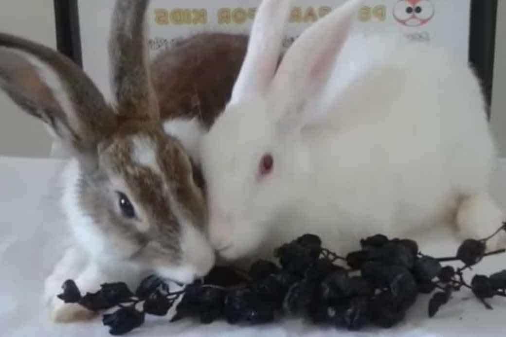 What Happens When You Give Your Rabbits Too Many Raisins