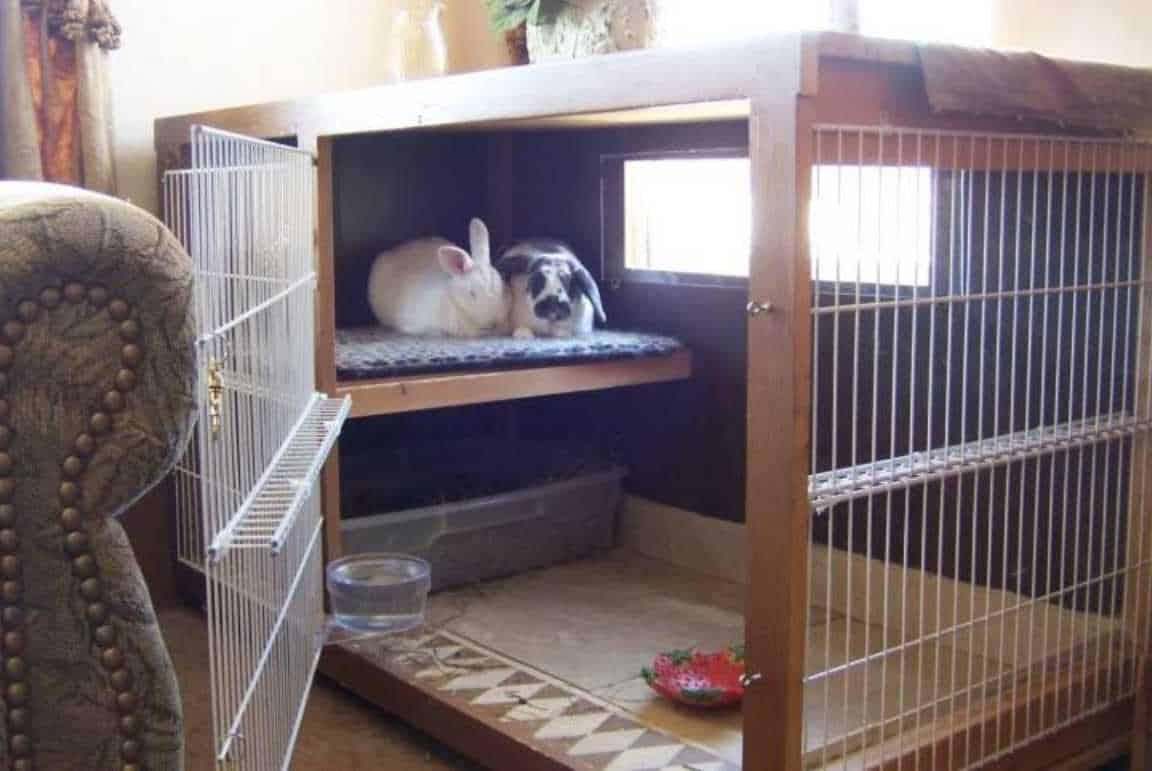 What Makes Your Rabbit's Cage Smell