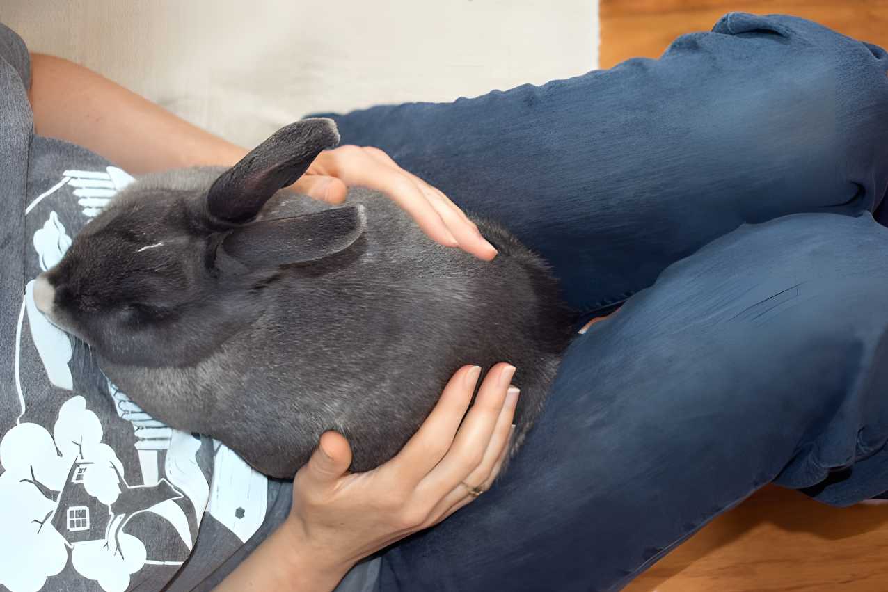Why Does My Rabbit Dig On Me