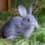 Why Is My Rabbit Breathing Fast? (8 Common Reasons)