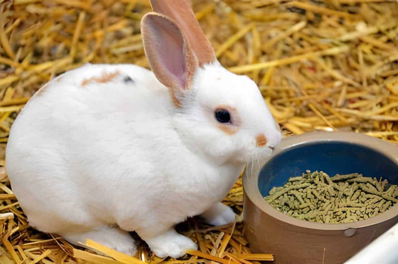 Why do Rabbits Refuse to Eat