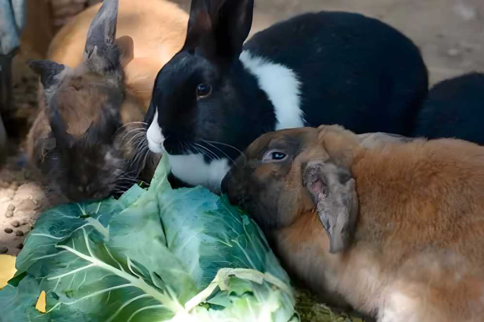 are collard greens good for rabbits