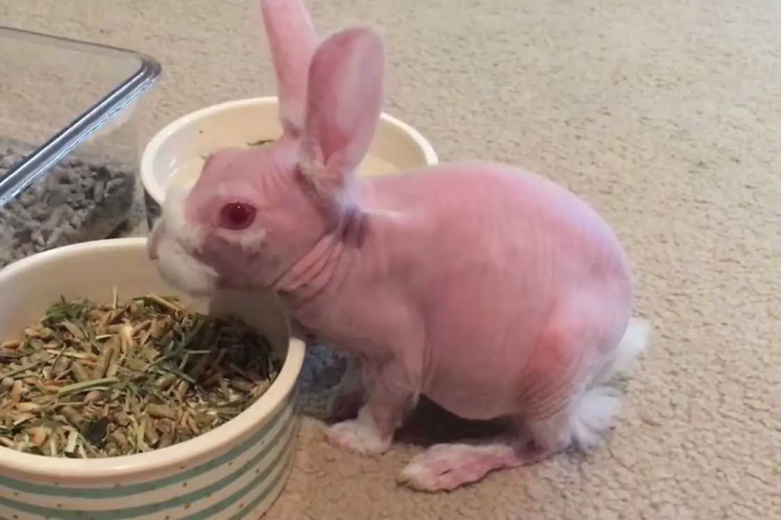 bunnies with no hair