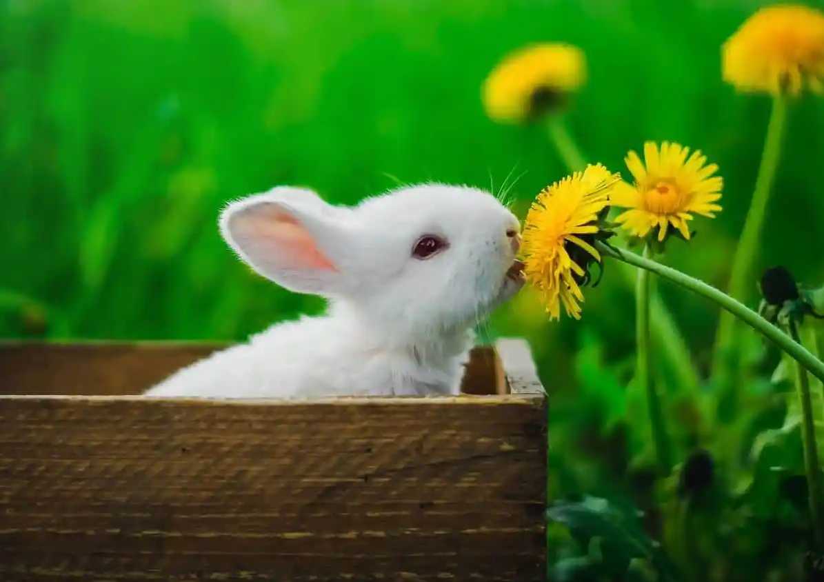bunny eating dandelion
