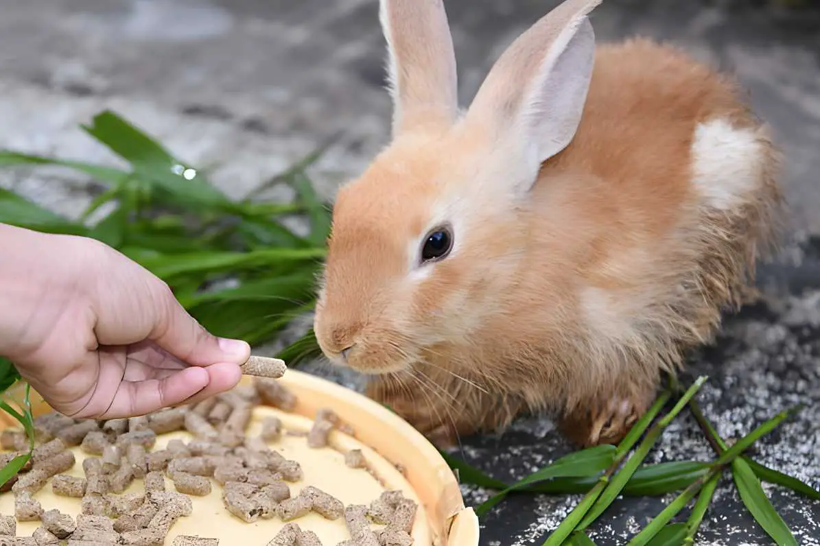 bunny won t eat
