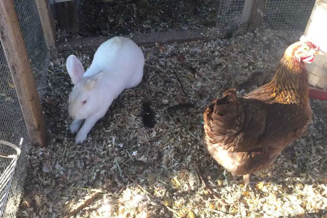 can bunnies and chickens live togethercan bunnies and chickens live together