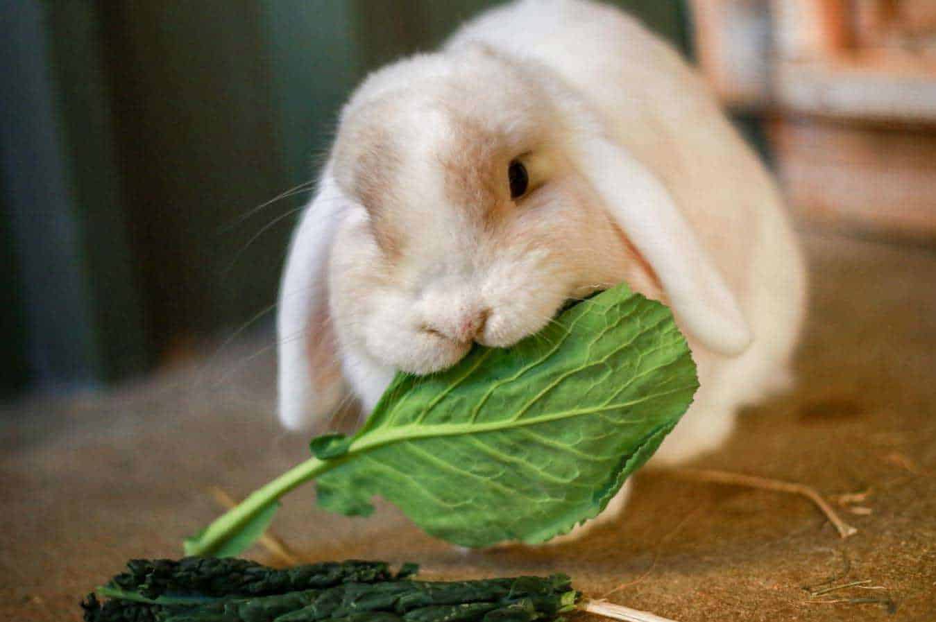 can bunnies eat collard greens