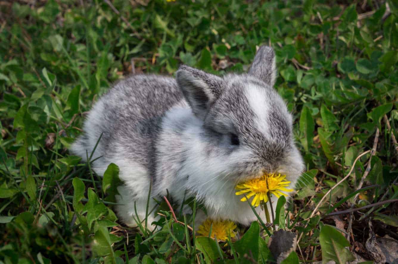 can bunnies eat dandelions
