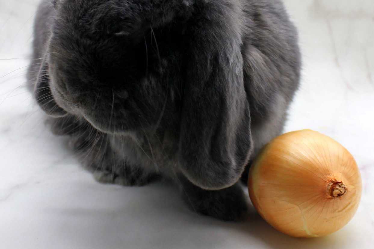 can bunnies eat onions