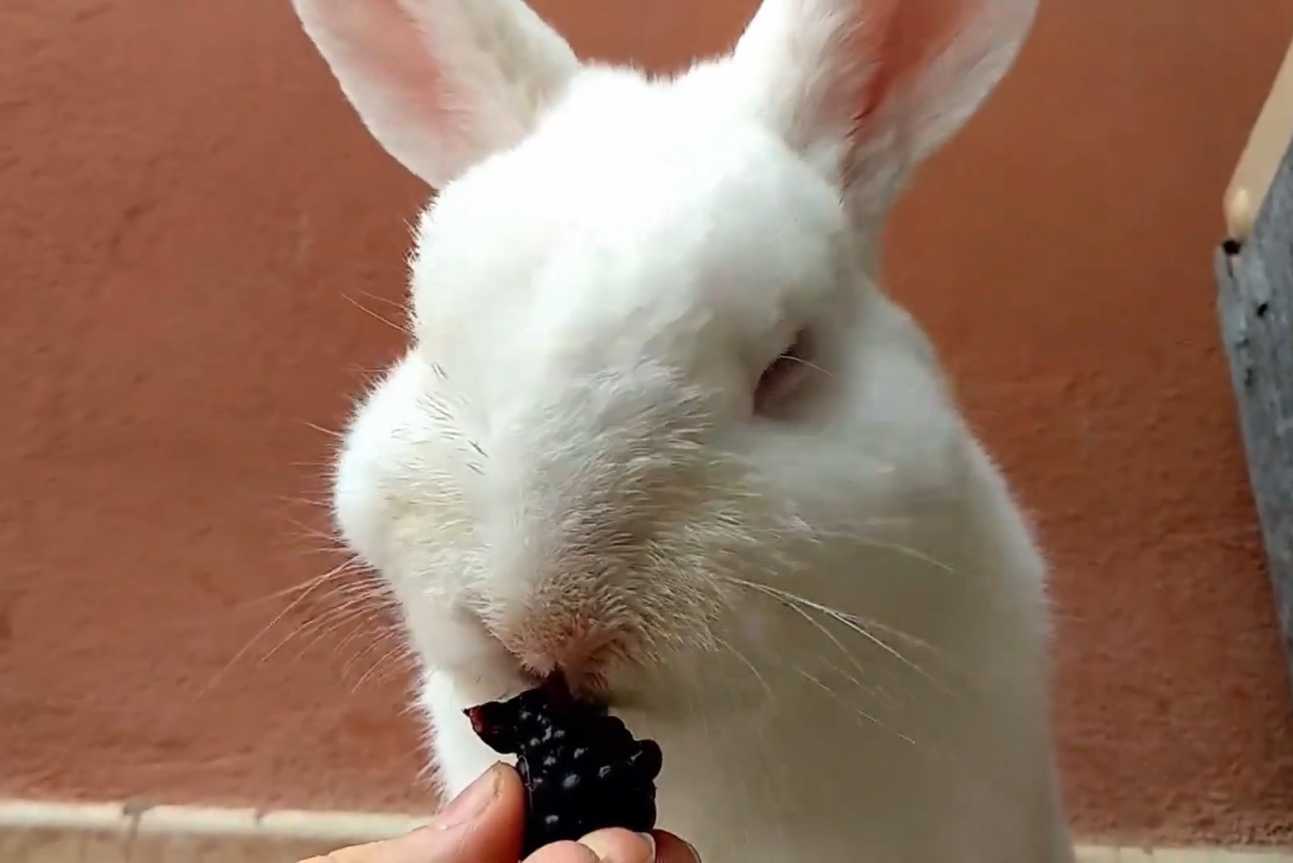 can bunnies have blackberries