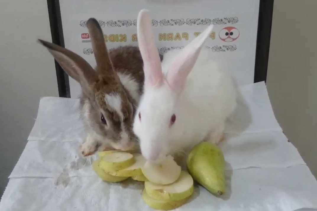can bunnies have pears