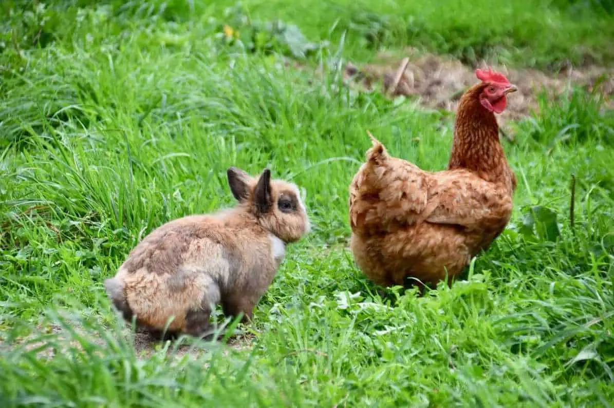 can bunnies live with chickens