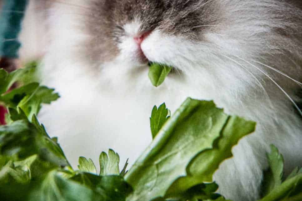 can rabbits eat arugula