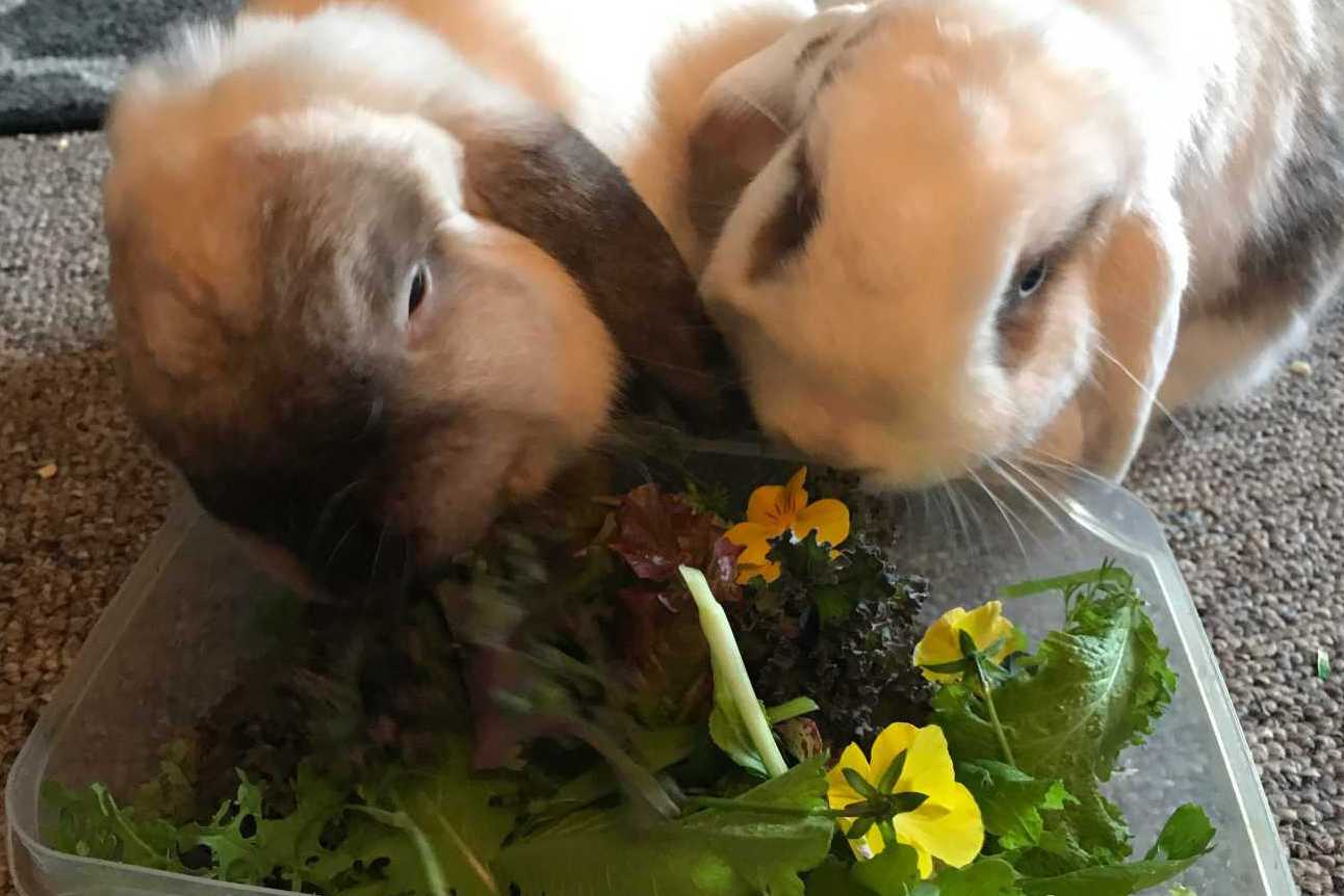 can rabbits eat baby arugula