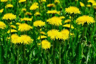 Can Rabbits Eat Dandelions? (Nutrition, Benefits, & Feeding Tips)
