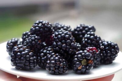 Can Rabbits Eat Blackberries? (Nutrition, Benefits, and Feeding Tips)