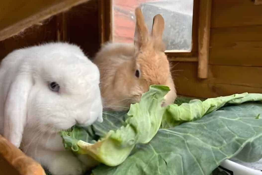 can rabbits have collard greens