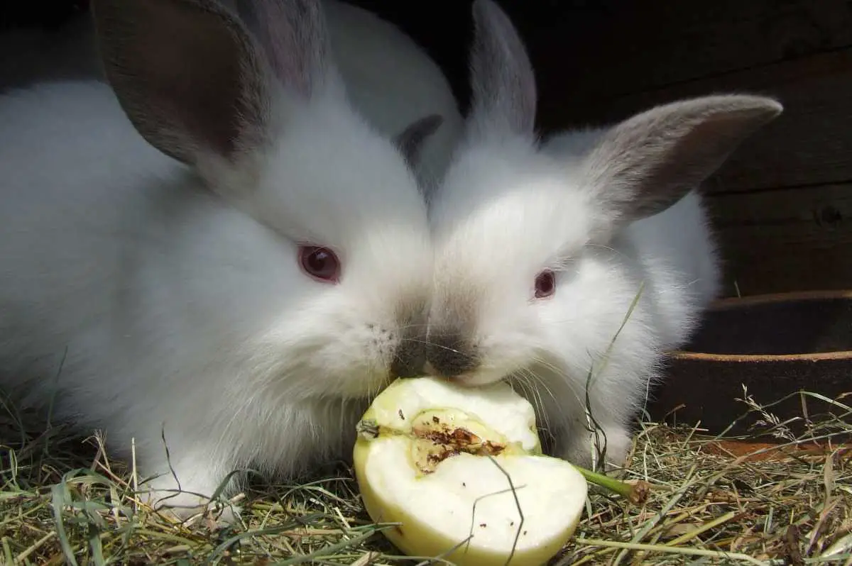 can rabbits have pears