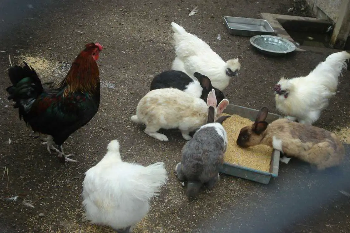 can rabbits live with chickens