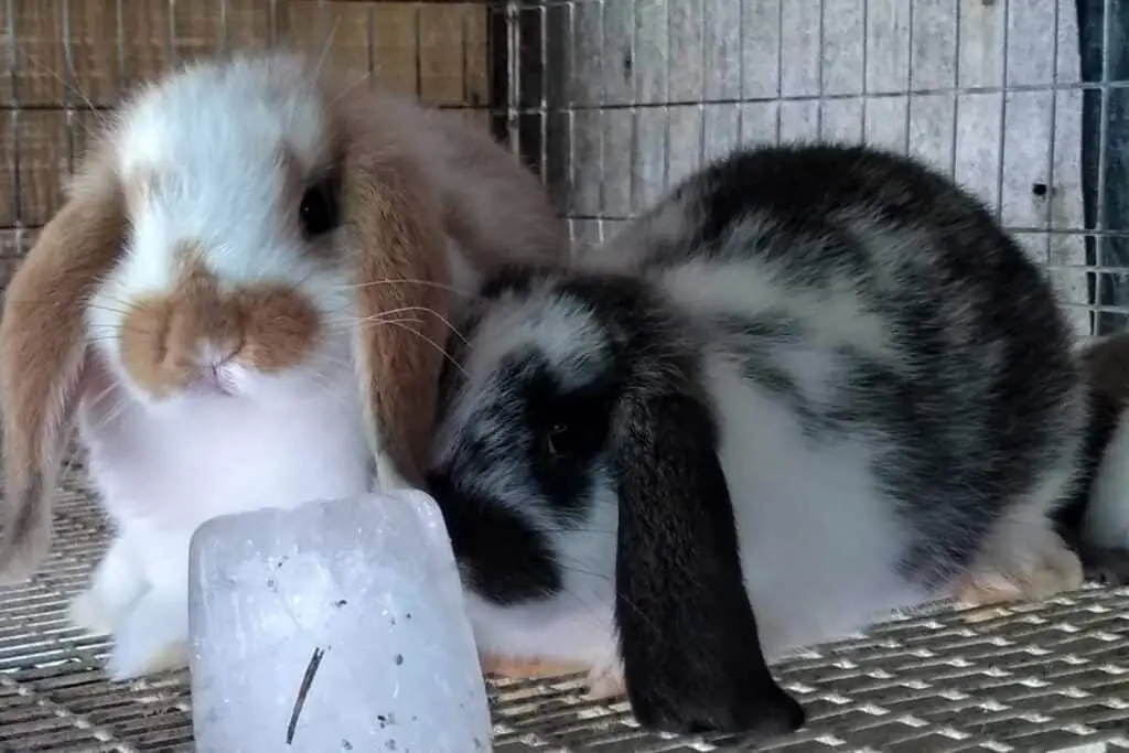 How to Keep Rabbits Cool in Summer?