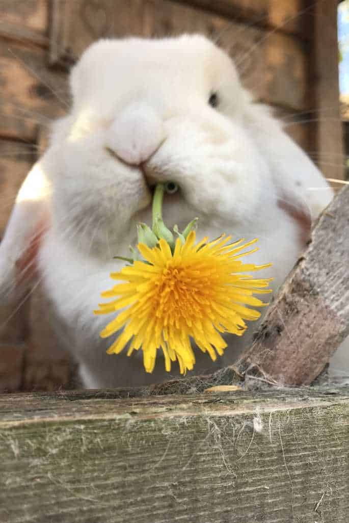 dandelion for rabbits