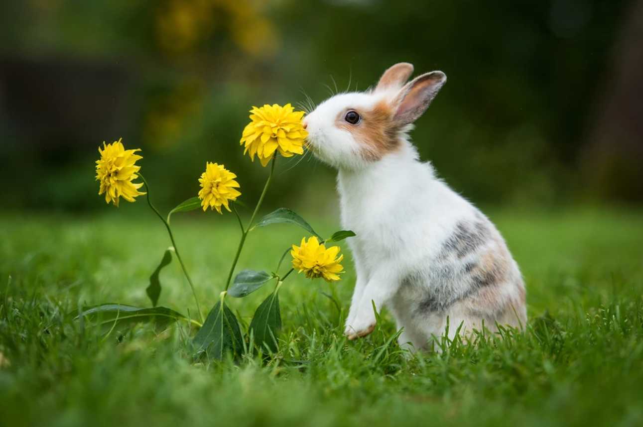 dandelion greens for rabbits