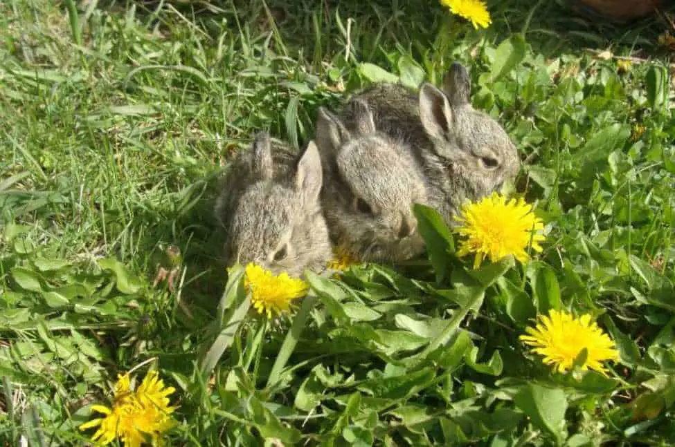 dandelions for rabbits