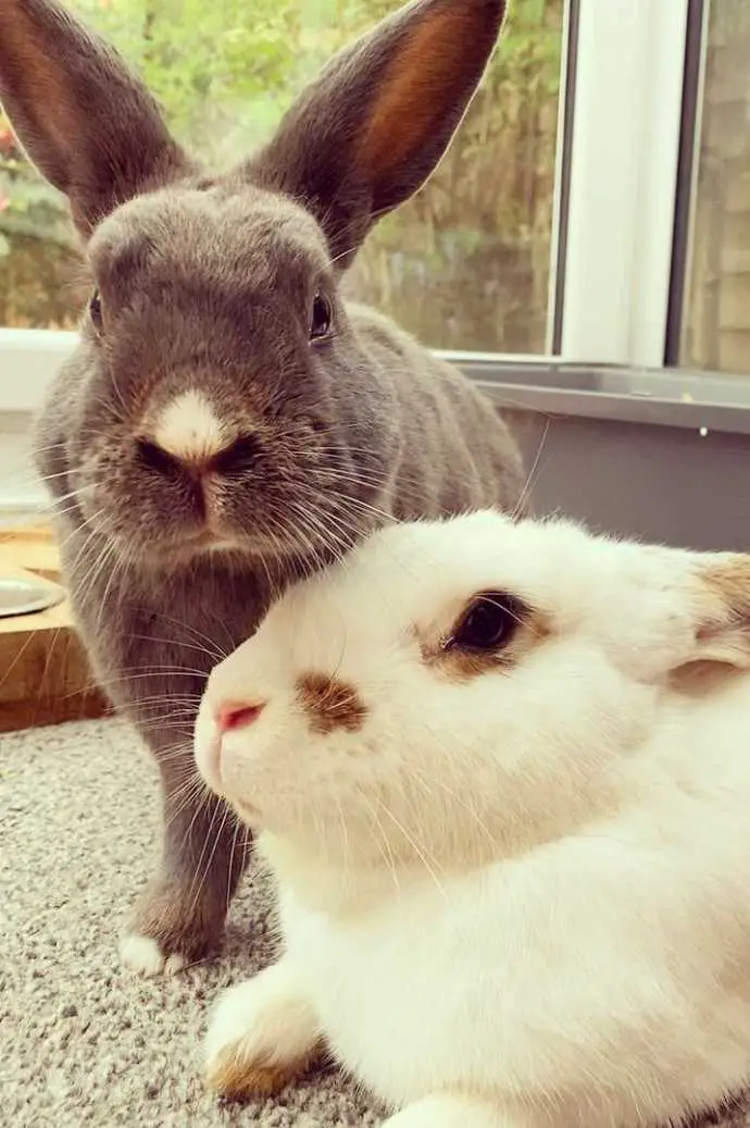 do bunnies make good pets