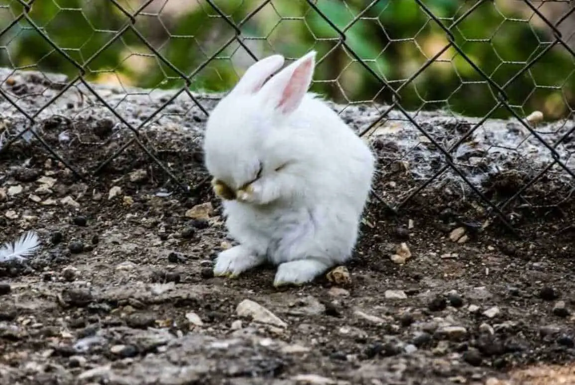 do rabbits cry