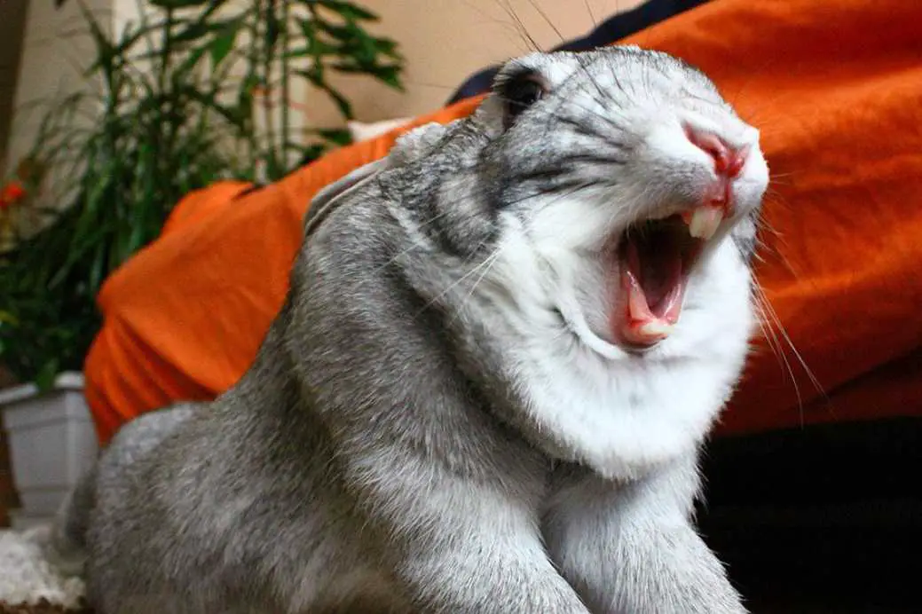 do rabbits have vocal cords