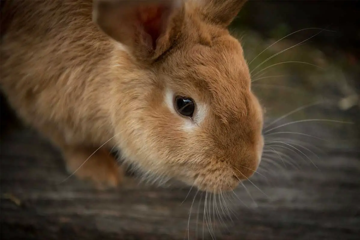 do rabbits have whiskers