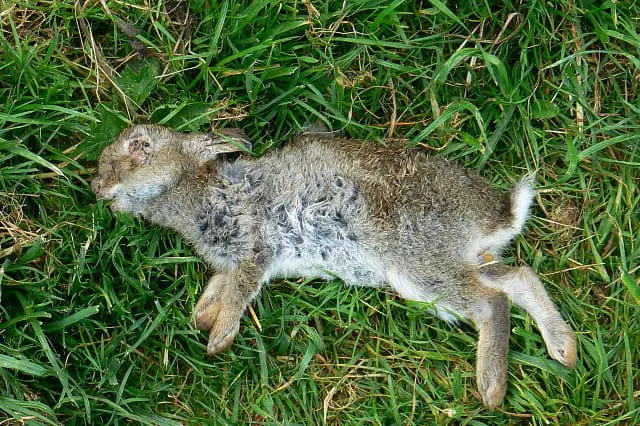do wild rabbits play dead