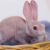 Hairless Rabbits: Facts, Appearance, Care, Lifespan, & Cost