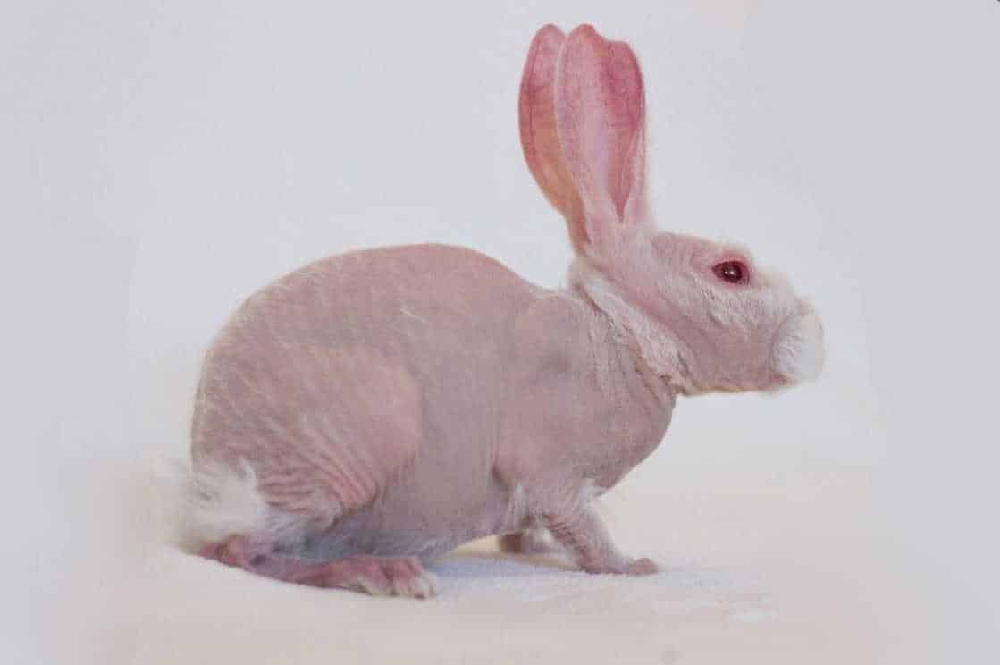 hairless rabbit breed