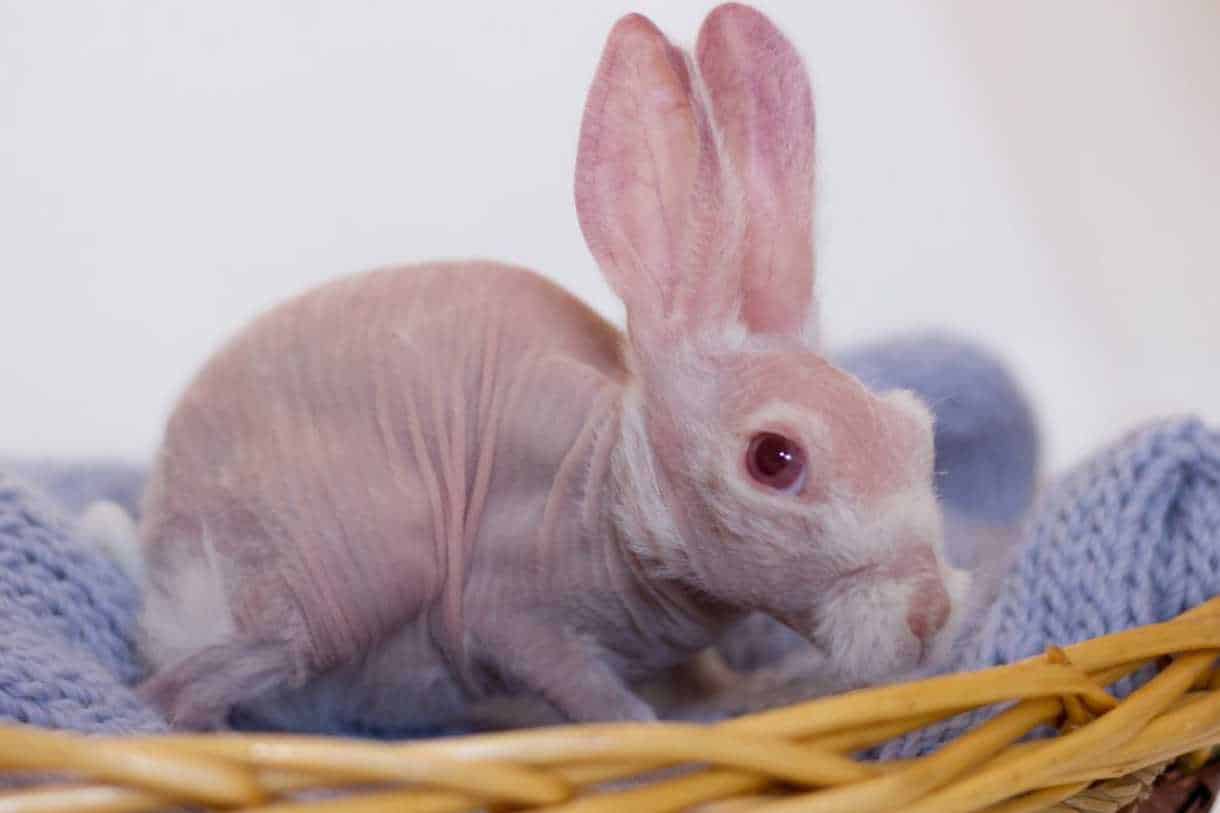hairless rabbit