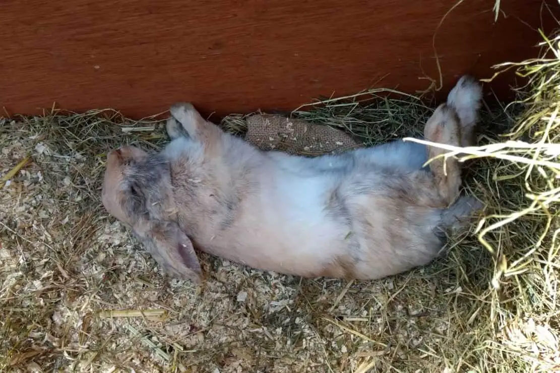 how to keep rabbits cool