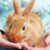 6 Best Hypoallergenic Rabbit Breeds For People With Allergy