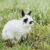 Jersey Wooly Rabbit: Appearance, Lifespan, Temperament, Care Sheet