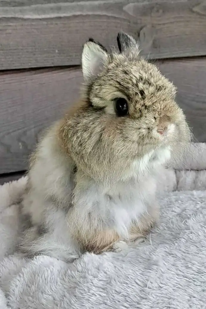 jersey wooly rabbit.