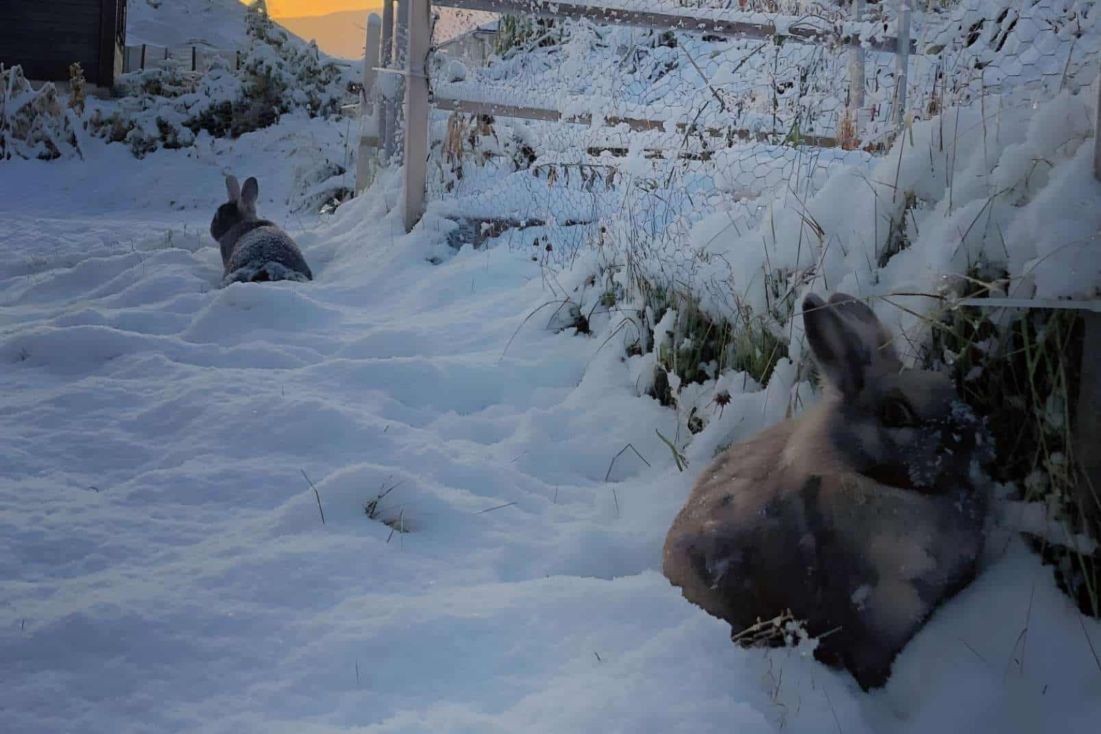 outdoor rabbit hutch winter