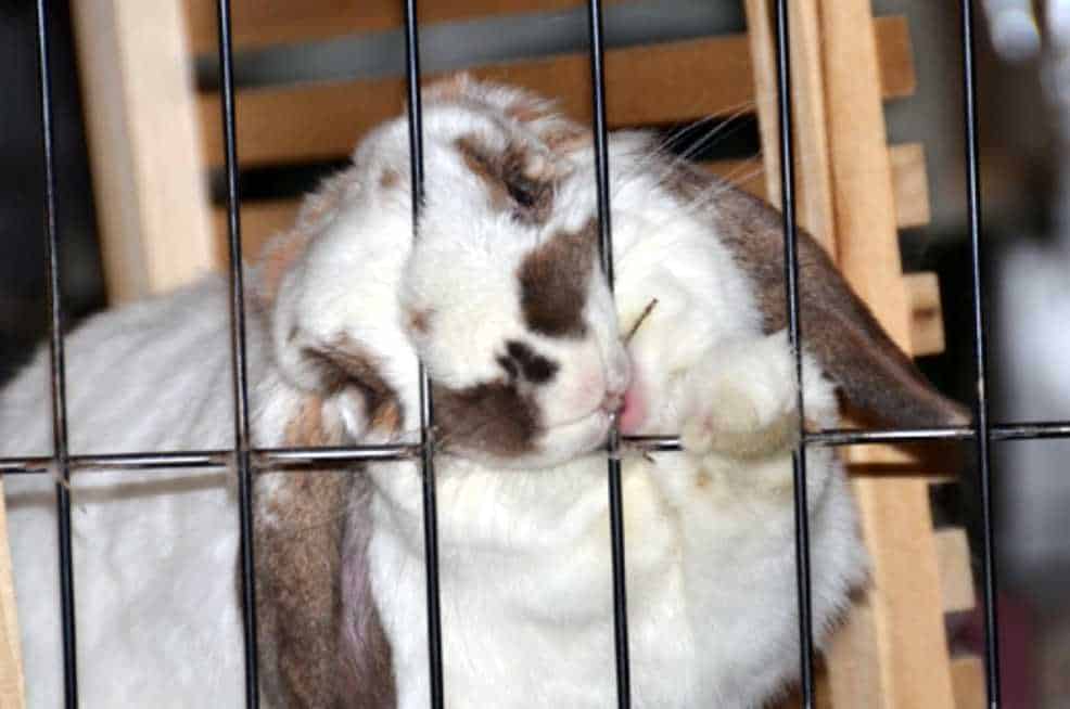 rabbit chewing