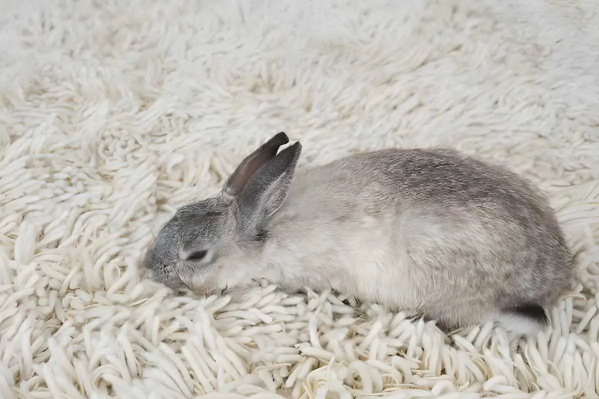 rabbit died stretched out with eyes open