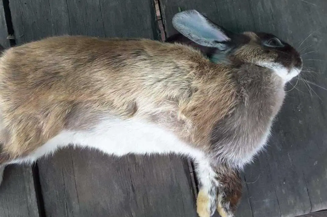 rabbit died suddenly with eyes open