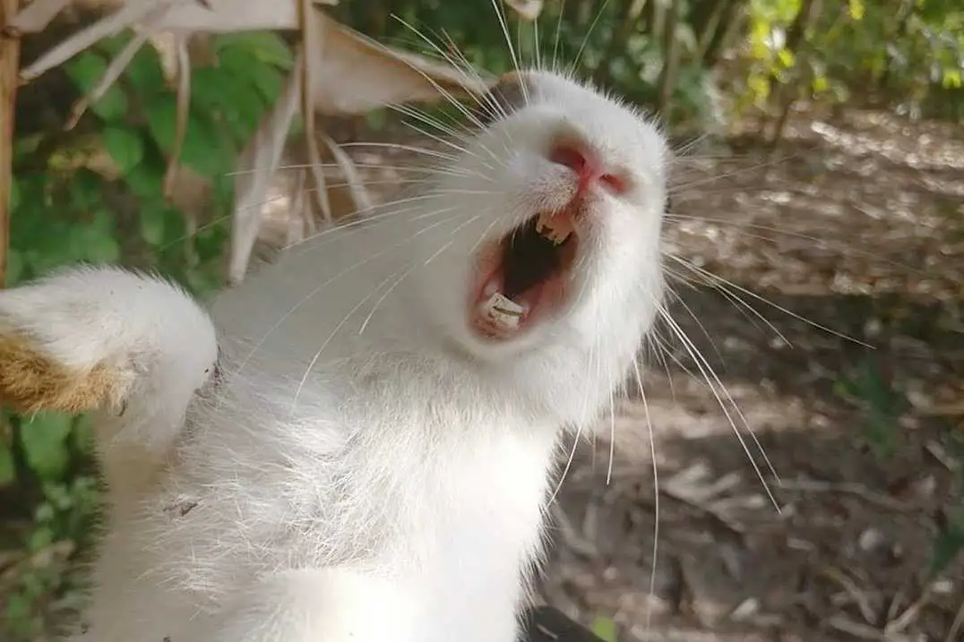 rabbit screaming meaning